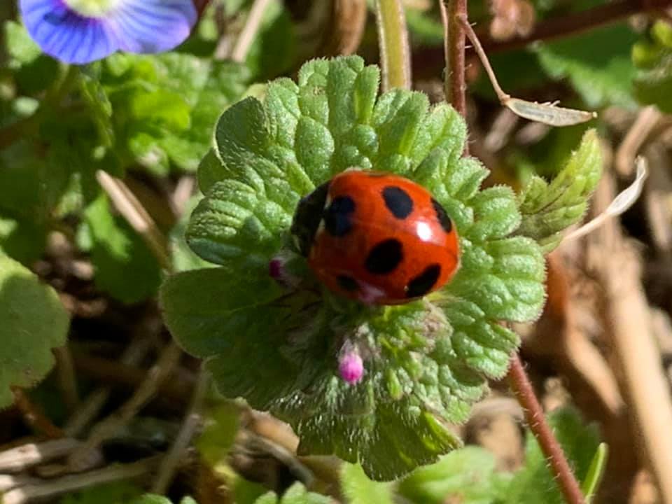 スピリチュアルな観点でのてんとう虫について スピリチュアルって何なの 何ができるの